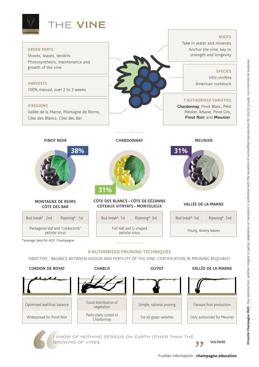 Factsheet-Vines-Champagne-EN.jpg